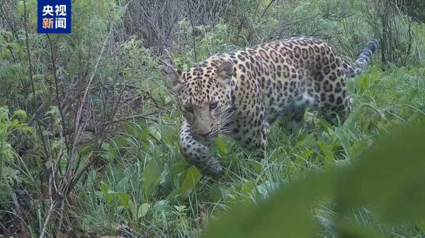 摩根证券 珍贵影像+1 河北一省级自然保护区连续发现华北豹